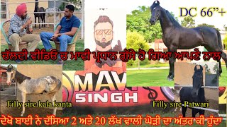 Stallion DC at Mavi Stud Farm ਚੱਲਦੀ ਵੀਡਿਓ ਚ ਮਾਵੀ ਪ੍ਰਧਾਨ ਗੁੱਸੇ ਹੋ ਗਿਆ ਆਪਣੇ ਨਾਲ ਕਿਉਂ ? #beanttulewal