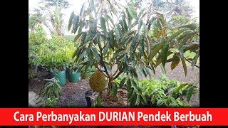 POWERFULL..! How to Connect the Tops of Mini Durian Musangking, Montong, Ochee, Bawor, Superior Fast