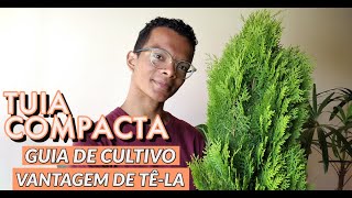 Tuia Compacta (Platycladus orientalis) - Guia completo de cultivo + vantagem de tê-la!