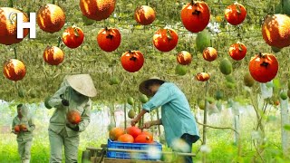 [Fruit from Heaven] Excellent GAC Fruit Farming - Gac Fruit Harvesting \u0026 Processing @HappyFarm85​