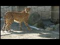 二年連続！キングチーター誕生！！チーターの赤ちゃん兄弟「イブキ＆シュレン」（多摩動物公園）cheetah baby