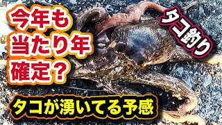 ◆今年もタコの当たり年？【この時期に新子サイズ】タコ釣り