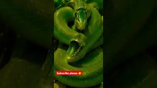 तीन तरह के बहुत भयंकर सांप #ai #animals #snake #shorts