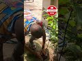 planting a mango tree a sweet start to a greener future shortsvideo shorts gardening garden