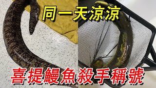 龍鰻和電鰻同一天涼涼，成功喜提鰻魚殺手稱號，這下徹底坐實了【王小怪】