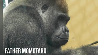 “Gorilla\