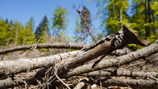 Anhaltende Trockenheit: Waldsterben in Deutschland