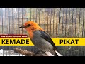 Masteran KEMADE FULL GACOR - Suara pancingan burung cabe / kemlade encit cit bahan agar cepat bunyi