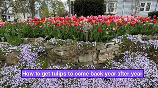 How to get tulips to come back year after year