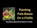 😎 VIP Shares Exactly How to Plant Pole Beans on a Trellis