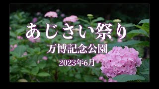 万博記念公園ではあじさい祭り開催中です2023年6月