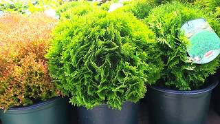 Thuja 'Danica' - A gorgeous, little, slow growing evergreen