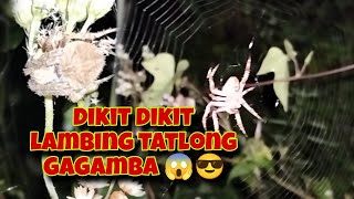 Lambing tatlong gagamba dikit dikit 😱🕷️