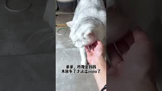 【#弟弟是只大脸猫】所以小猫也会觉得是自己给麻麻添麻烦了吗?#萌宠出道计划 #治愈猫咪 #帕特 #帕特冻干