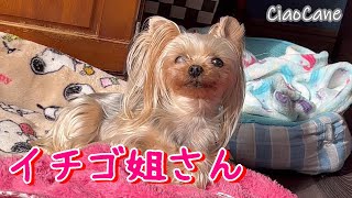 イチゴ姐さんの日常。だいたいこんな感じですｗ【ヨークシャーテリア専門犬舎チャオカーネ】