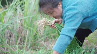 I harvested a lot of wild onions【乡野莲姐XiangYe Lianjie】