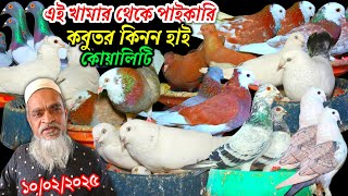 এই খামার থেকে কবুতর কিনুন উড়াধুরা পাইকারি দামে চ্যালেঞ্জ সবচেয়ে কমদামে কবুতর হাই কোয়ালিটি কবুতর