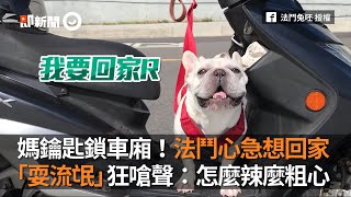 法鬥心急想回家媽鑰匙卻鎖車廂 牠耍流氓狂嗆聲：辣麼粗心｜頂嘴｜狗｜法國鬥牛犬｜寵物