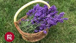 【彬彬有院】花 •薰衣草收割，剪枝以及保存 2018// How to harvest and pruning  Lavender