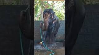 self bathing elephant great real