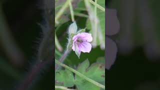 やっと秋！ ⑥ゲンノショウコ！ Geranium thunbergii.