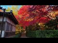 そうだ　紅葉の常寂光寺、行こう。　　2024 11 30 コラボ企画動画