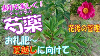 芍薬の栽培【お礼肥】【夏越しに向けて】～花後の管理～