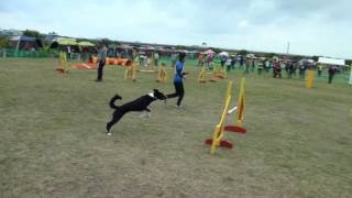 2017横須賀中央愛犬アジリティークラブアジリティー競技会