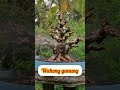 Inspirasi Bonsai wahong gunung #bonsai #bonsaitree #bonsaivietnam #shorts #trending #bonsaiworld