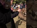 鹿と記念撮影。奈良公園飛火野エリアで鹿寄せ後。　 shorts 奈良公園 narapark deer japan 奈良の鹿