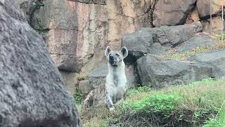 🐶ヨダレが出てきた天王寺動物園のハイエナのレイ君💕😅