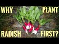 How to plant Radishes