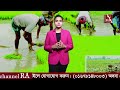 রোপা আমন ধানের চাষ করে সফল কৃষকরা ropa amon paddy planting channel ra news