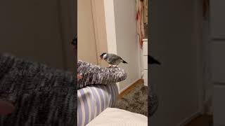 文鳥さんの求愛ダンス　Java sparrow courtship dance