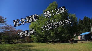 巨木探訪　青森県七戸町　大銀杏(イチョウ)の木