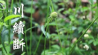 想要补肝肾，续筋骨？老中医：试试农村的“川续断”这味草药，效果奇佳 -集草行