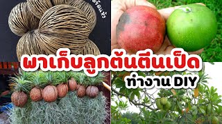 พาเก็บลูกต้นตีนเป็ด พร้อมสอนวิธีทำปอกเปลือก | มาทำงาน DIY