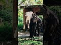 കണ്ണന്റെ കോട്ടയിലെ ശേഖരൻ.... 🔥 elephant guruvayoor aanakambam aanakkaryam