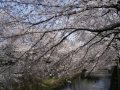 ちょい散歩シリーズ　恩田川の桜　　201４年 ４月 2日