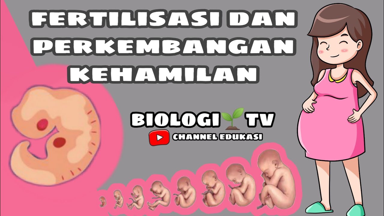 Fertilisasi Dan Kehamilan/perkembangan Embrio Dan Janin - Biologi Sma ...