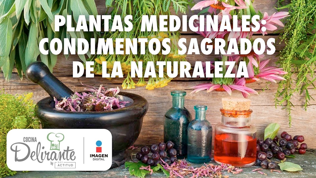 Introducir 89+ Imagen Recetas Cortas De Plantas Medicinales - Abzlocal.mx