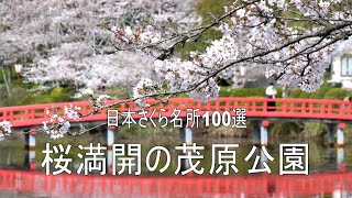 さくら名所100選 満開の茂原公園2021 4K