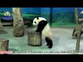 20150325圓仔是無尾熊嗎 the giant panda yuan zai