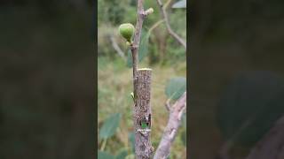 Easy grafting technique #budding