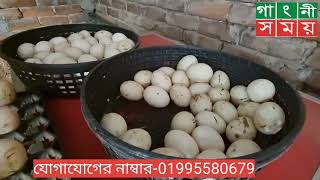 হাঁস পালন করে ভাগ্যের পরিবর্তন