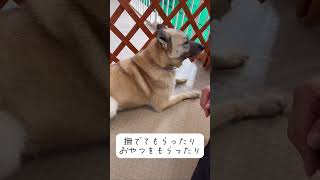 福山譲渡センター『保護犬ふれあい会』のお礼：里親募集中のワンコ #Shorts #保護犬 #里親募集  #里親 #殺処分 #ワンコ #犬 #雑種 #譲渡 #動物愛護 #センター #保護 #かわいい