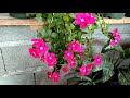 vinca rose periwingkle hanging plant kumintang