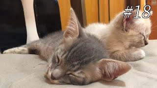 【保護子猫】かわいい子猫が遊び疲れて寝ちゃう姿に癒やされる。-Videos of cute kittens playing.Blood of a wildcat.Yamato the cat.-#18