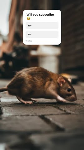 This Was Ai Generated Dreamscreenai Subscribe Trending Ratdance