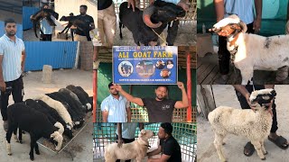 Rampuri Karnataka Guntur Sheeps Available at ali goat farm kishanbagh